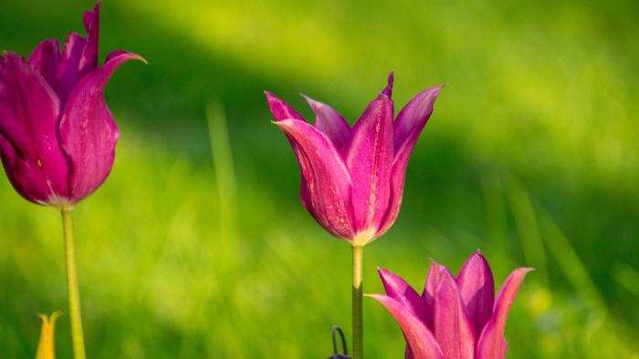 Tulips spring garden by Fiona Gilsenan